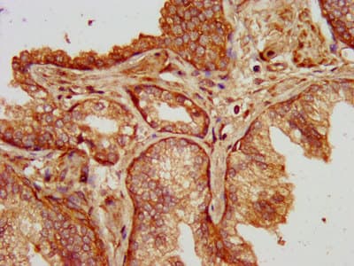 SLC14A1 / JK Antibody