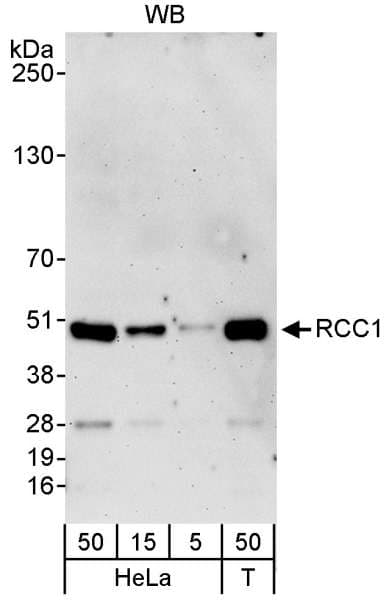 RCC1 Antibody (aa1-50)