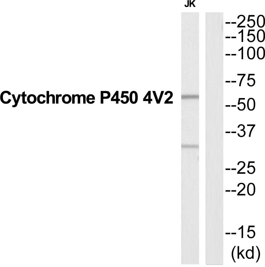 CYP4V2 Antibody
