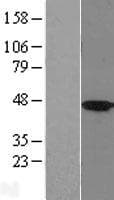 Human HSD2 / HSD11B2 Protein (Over-Expression Lysate Myc-DDK (Flag))