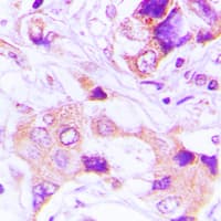 TRAPPC3 Antibody (C-Terminus)
