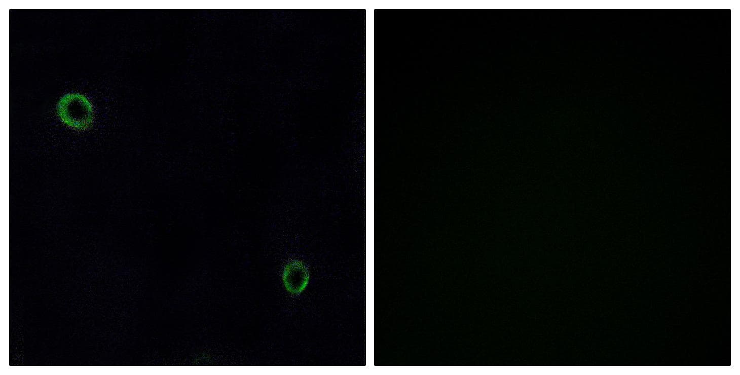 Polyclonal Rabbit anti-Human CXCR4 Antibody (IF, WB)