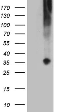 TNFSF4 / OX40L / CD252 Antibody (clone OTI5F10)