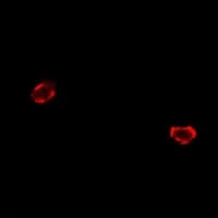 HIF1AN Antibody