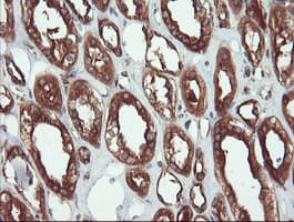USP9X / FAM Antibody (clone OTI2G7)