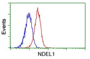 NUDEL / NDEL1 Antibody (clone OTI1G10)