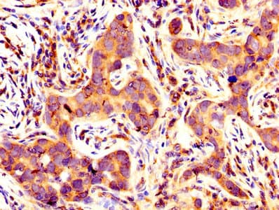 BCL2L1 / BCL-XL Antibody (aa1-209)