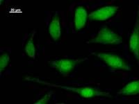 E2F5 Antibody (clone 220D1a)