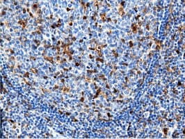 NT5DC1 Antibody (clone OTI2H8)