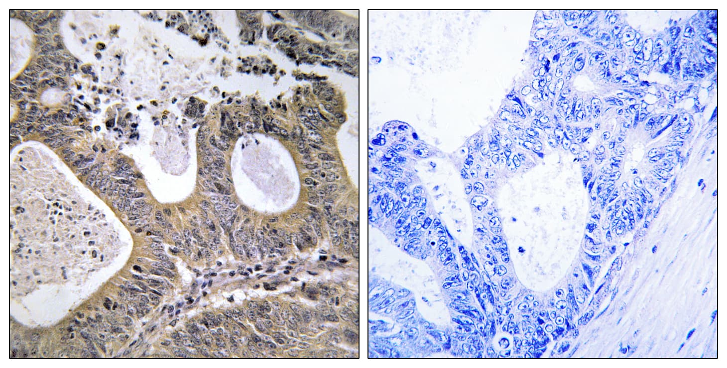 STEAP2 Antibody (aa431-480)