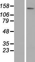 ATP8B3 Protein (Over-Expression Lysate Myc-DDK (Flag))