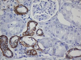 CDH1 / E Cadherin Antibody (clone OTI1G1, Carrier-free)