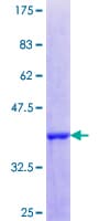 Human MAFF Protein (Recombinant GST, N-terminus)