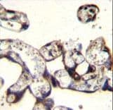 Polyclonal Rabbit anti-Human FKBP7 Antibody (aa195-224, IHC, WB)