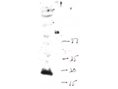 Histone H3 Antibody