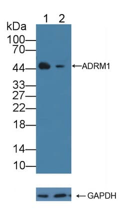 ADRM1 Antibody (aa2-407)