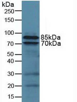 ITGB2 / CD18 Antibody (aa451-627, APC)