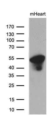 Monoclonal Mouse anti-Human PPP1R36 / C14orf50 Antibody (clone OTI7A9, WB)