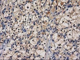 CTH / Cystathionase Antibody (clone OTI1E12, Carrier-free)
