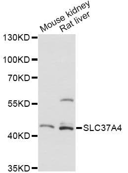 SLC37A4 / G6PT Antibody