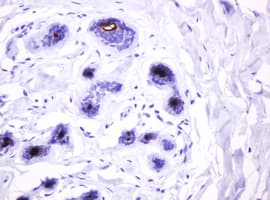 EMA / MUC1 Antibody (clone OTI2F6)
