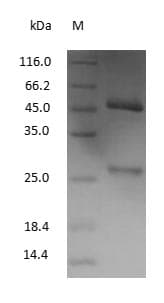 Mouse IgG Protein (Native)