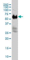 Monoclonal Mouse anti-Human IFRD2 Antibody (clone 1A4-1G1, IF, WB)