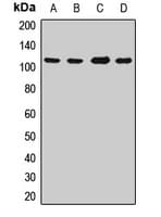 IHC-plus™ PARG Antibody