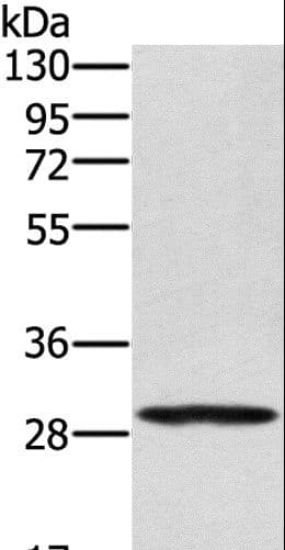 EDA2R / XEDAR Antibody