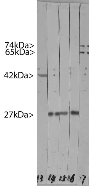 Monoclonal Mouse anti-Human HSBP1 Antibody (clone 6H11, IF, WB)