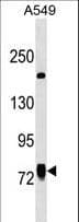 LINS1 Antibody (aa643-672)