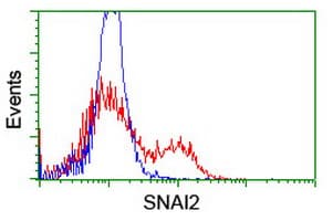 SNAI2 / SLUG Antibody (clone OTI1A6)