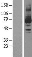 PRKCI / PKC Iota Protein (Over-Expression Lysate Myc-DDK (Flag))
