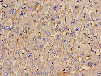 TOM1 Antibody
