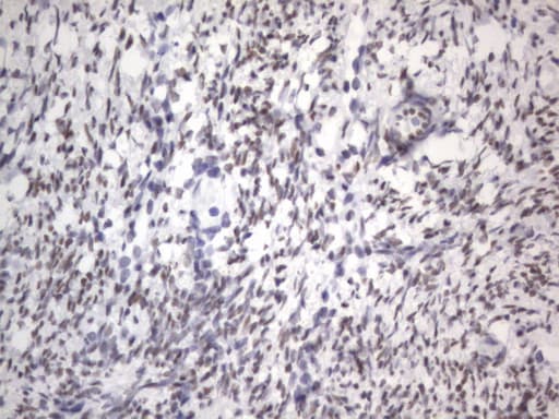 RBFOX1 / A2BP1 Antibody (aa1-210, clone OTI4F9)