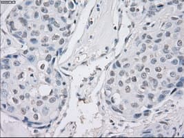 PPP5C Antibody (clone OTI4G8, Carrier-free)
