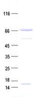Human CANX / Calnexin Protein (Recombinant His, N-Terminal)