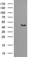 SYT4 Antibody (clone OTI2F2)