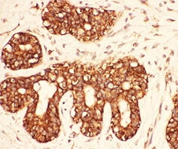 SRC Antibody (aa2-368)