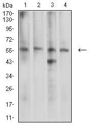 CDC37 Antibody (clone 6B3B5)