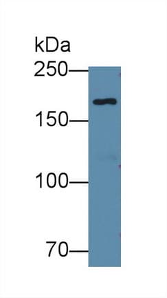 EPRS / PARS Antibody