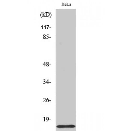COX17 Antibody (1-80 aa, N-terminal)