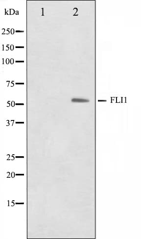 FLI1 Antibody