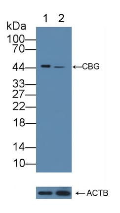 SERPINA6 / CBG Antibody (aa280-405)