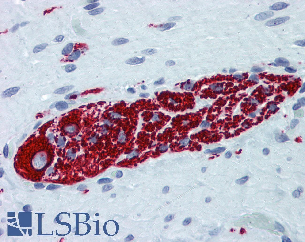PathPlus™ Peripherin Antibody (aa374-471, clone 3B3)