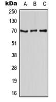 Polyclonal Rabbit anti-Human CD58 Antibody (Internal, WB)