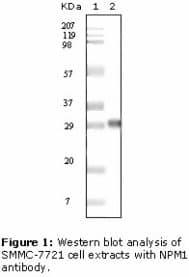 NPM1 / NPM / Nucleophosmin Antibody (clone 7H10B9)