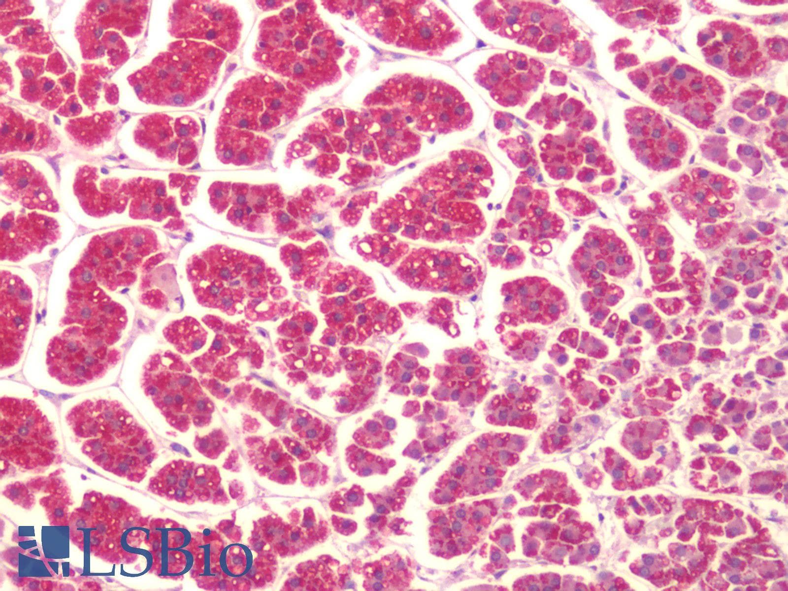 IHC-plus™ KISS1R / GPR54 Antibody (Extracellular Domain)
