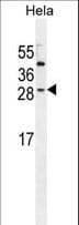 IGF2 Antibody (aa39-68)