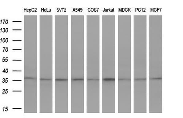 TFIIB Antibody (aa43-316, clone OTI2A7)